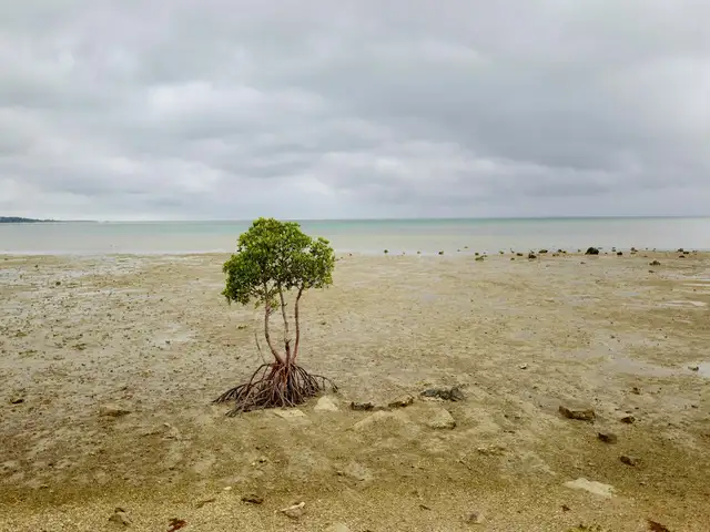 Donasi 10 Pohon Mangrove